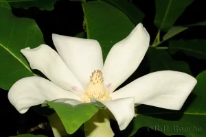 Ashe's Magnolia