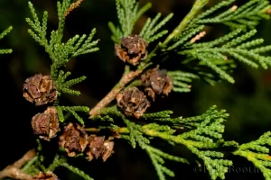 Atlantic White Cedar