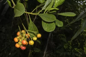 Bahama Strongbark with Fruits