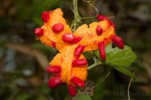 Balsampear Seeds