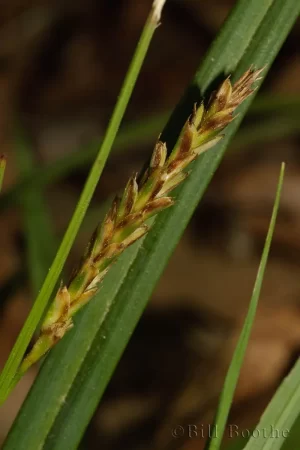 Baltzell's Sedge