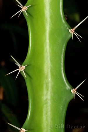 Spines on Barbed Wire Cactus