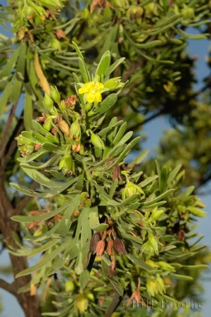 Bay Cedar