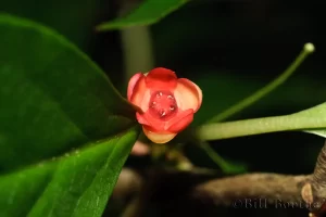 Bay Starvine Flower