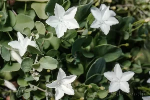 Beach Clustervine