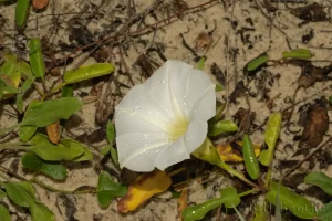 Beach Morning-glory