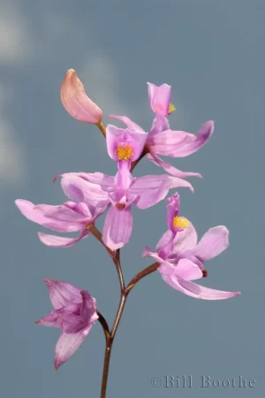 Bearded Grasspink Orchid