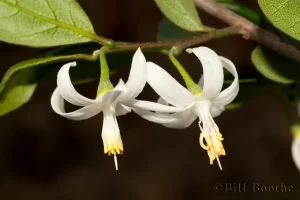 Bigleaf Snowbell Flowers
