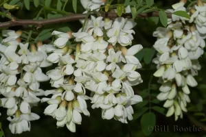 Black Locust Flowers