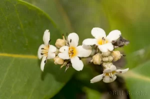 Black Mangrove Flowers