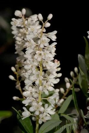 Black Titi Flowers