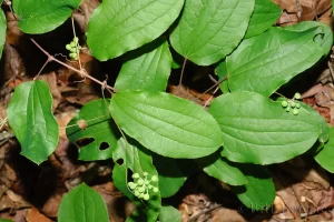 Blueridge Carrionflower