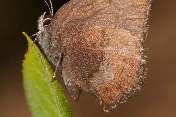Brown Elfin