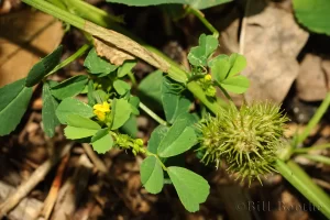 Burr Clover