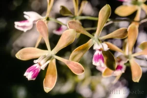 Butterfly Orchid