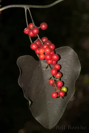 Carolina Coralbead Berries