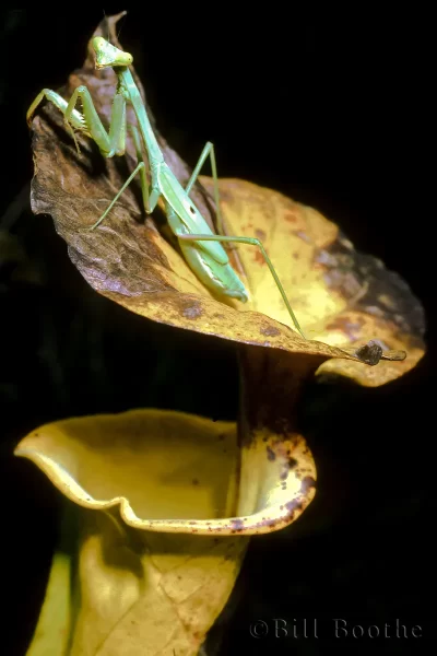 Carolina Mantis on Yellow Pitcherplant This Carolina Mantis (Stagmomantis carolina) has decided that sitting on the trumpet of a yellow pitcherplant may be a good location for catching insect prey that may be attracted to the pitcherplant.