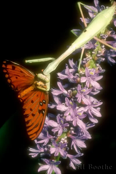 carolina-praying-mantis-stagmomantis-carolina-eating-gulf-fritillary carolina-praying-mantis-stagmomantis-carolina-eating-gulf-fritillary