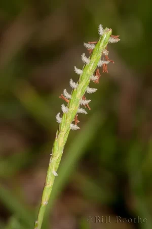 Centipedegrass Flowers