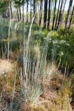 Chalky Bluestem