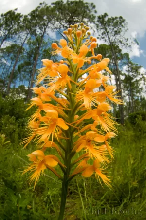 Chapman's Fringed Orchid