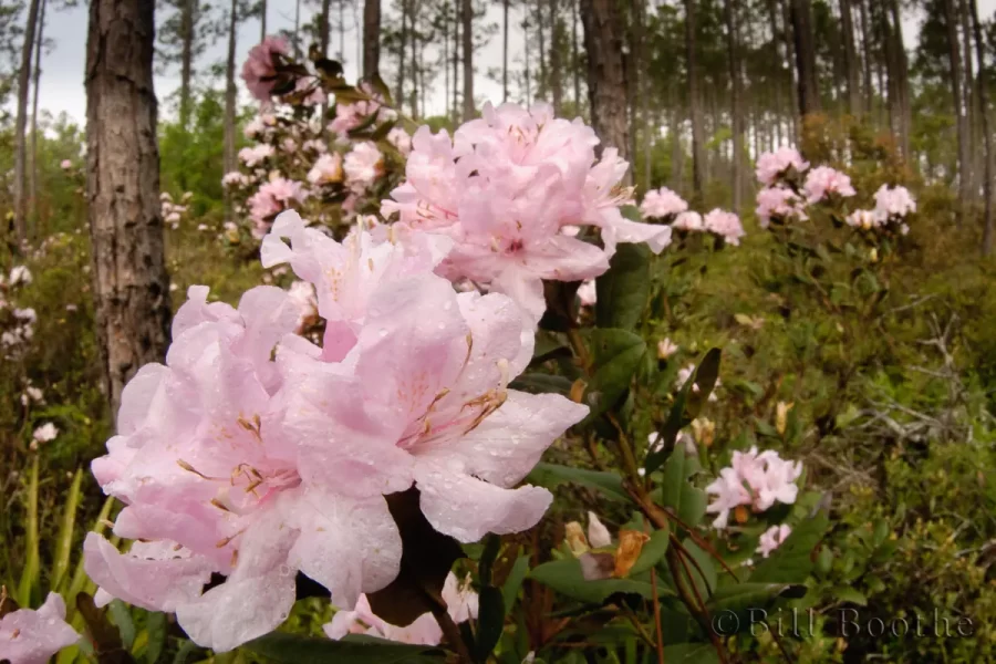 Chapman's Rhododendron