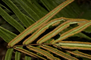 Chinese Ladder Brake Fern Spores