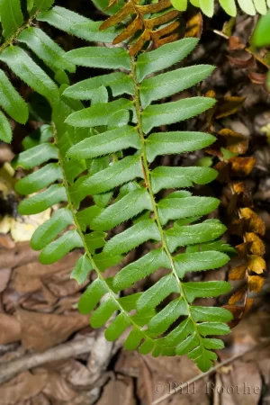 Christmas Fern