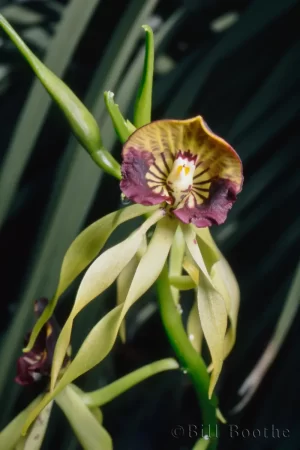 Clamshell Orchid