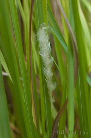 Cogongrass