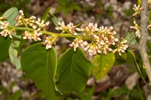 Coinvine