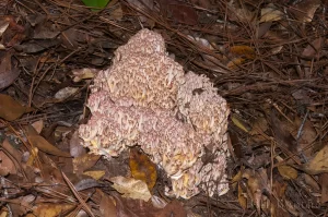 Coral Fungus