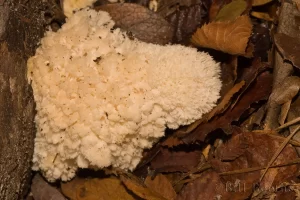 Comb Tooth Fungus