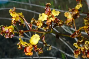 Cowhorn Orchid