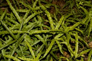 Cretan Brake Fern