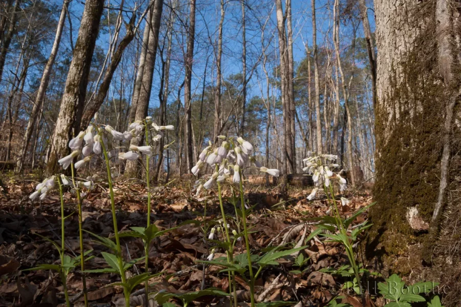 Flowering Toothcup Plants Wide angle of blooming Cutleaf Toothcup (Cardamine concatenata) plants on a slope forest