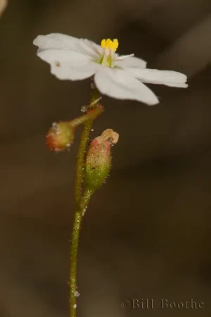 Dwarf Sundew Flower