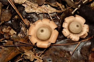 Earthstars