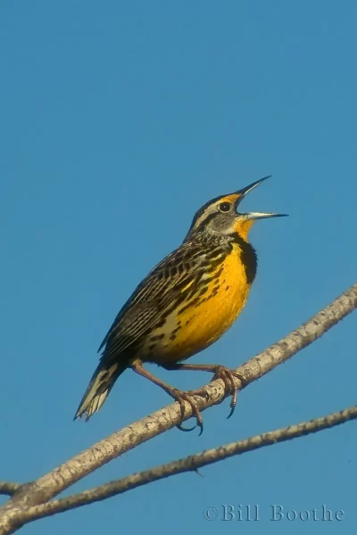Eastern Meadowlark Eastern Meadowlark