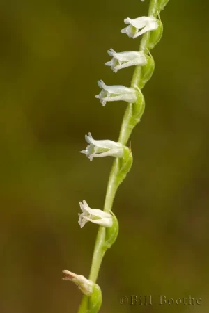 Eaton's Ladiestresses Orchid