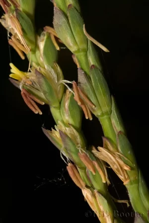 Fakahatcheegrass