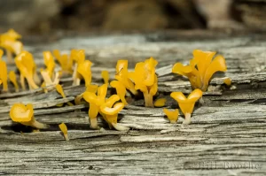 Fan-shaped Jelly Fungus