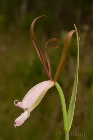 Fernald's Pogonia Orchid