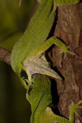 Fighting male Green Anoles (Anolis carolinensis)