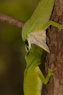 Fighting male Green Anoles (Anolis carolinensis)