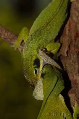 Fighting male Green Anoles (Anolis carolinensis)