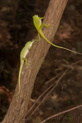 Fighting male Green Anoles (Anolis carolinensis)