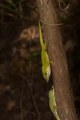 Fighting male Green Anoles (Anolis carolinensis)