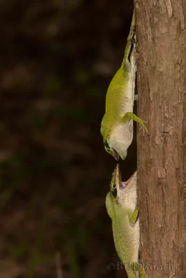 Fighting male Green Anoles (Anolis carolinensis)