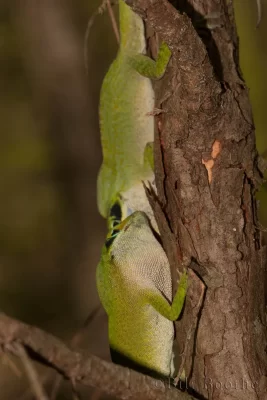 Fighting male Green Anoles (Anolis carolinensis)